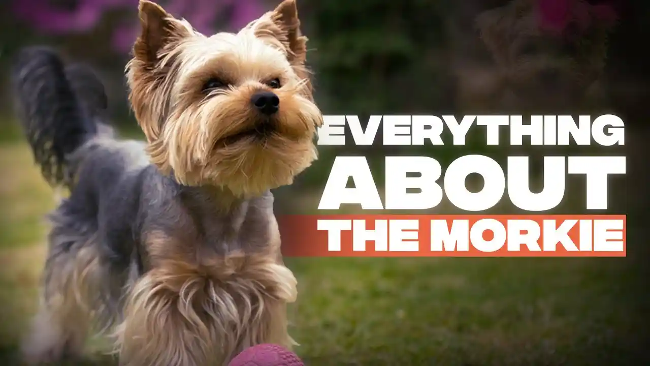 maltese yorkie mix