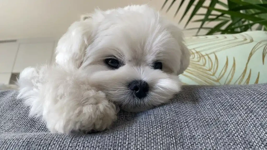 maltese puppies for sale $700