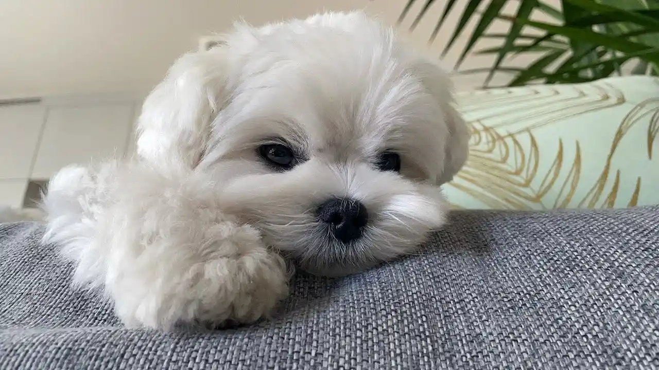 maltese puppies for sale $700