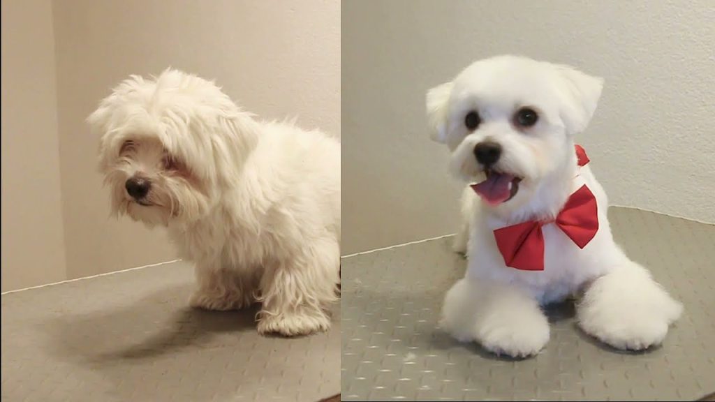 brown maltese dog