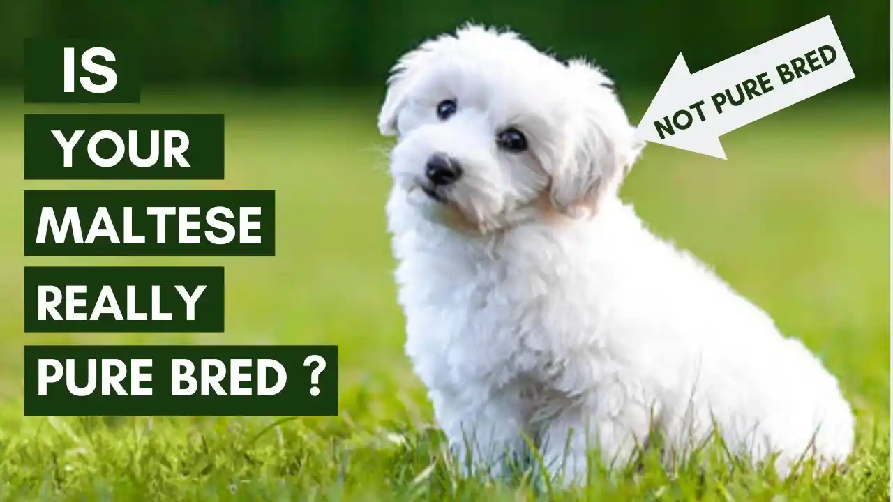 maltese puppies for sale $700