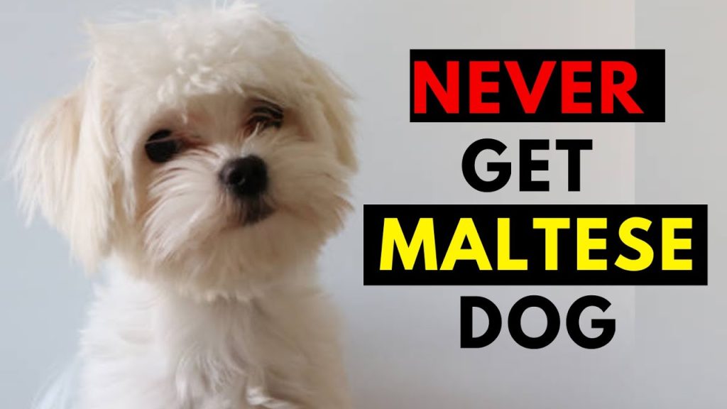maltese puppies for sale $700