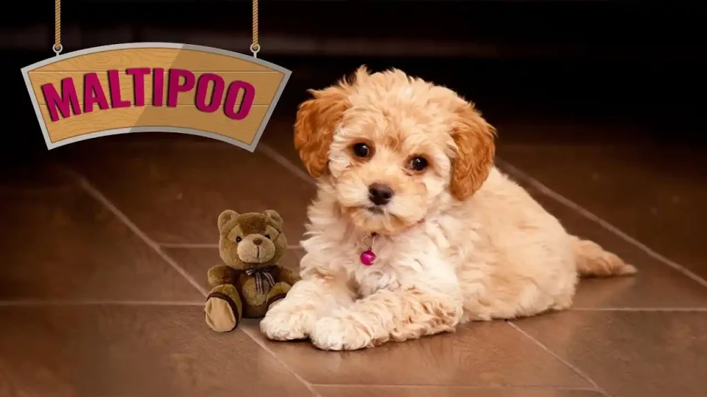 brown maltese dog