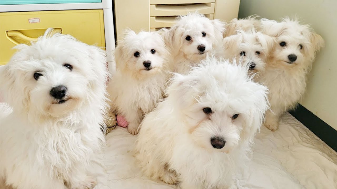 maltese bichon mix puppies for sale