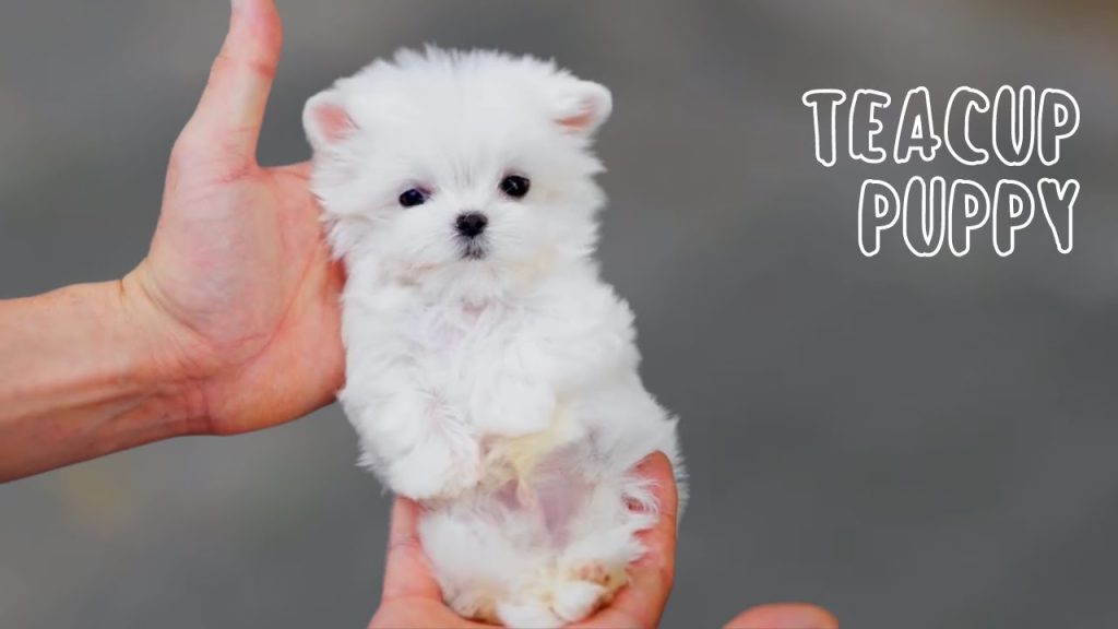 teacup maltese for sale in florida​