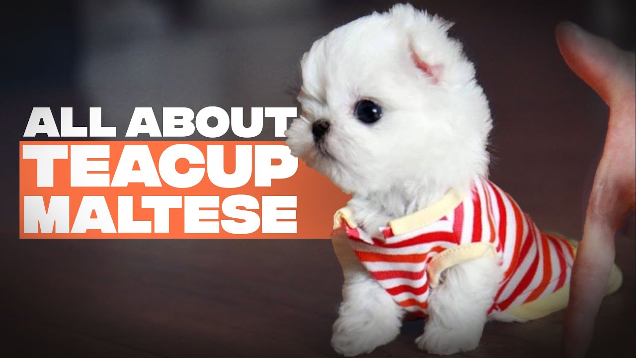 maltese rescue