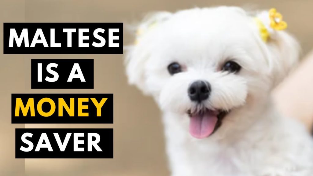 maltese puppies for sale kansas city
