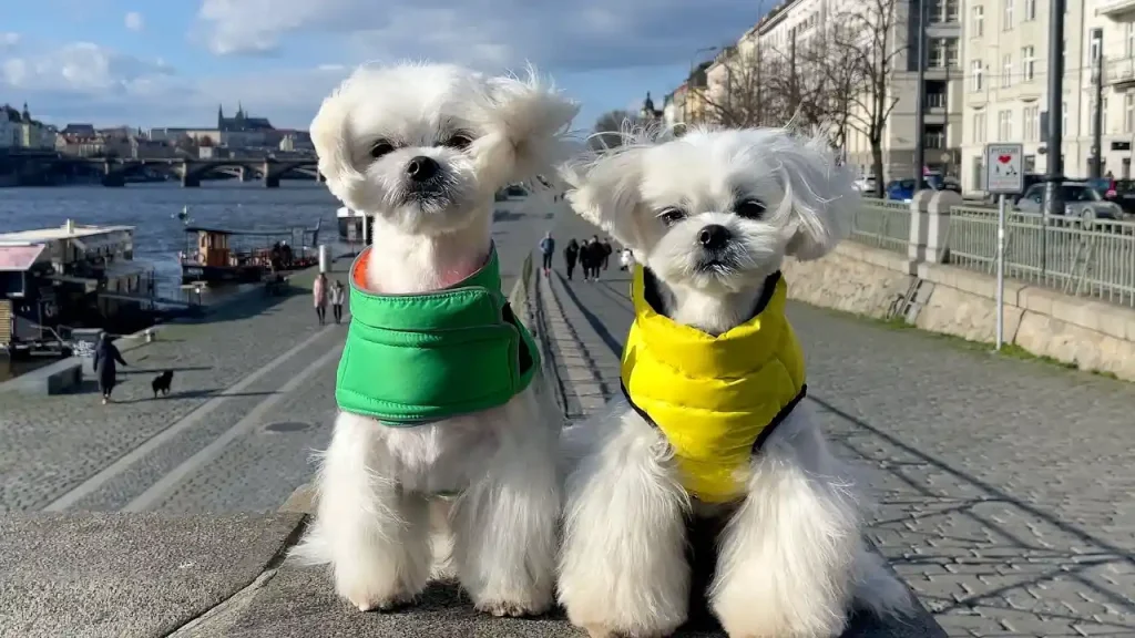 maltese dog
