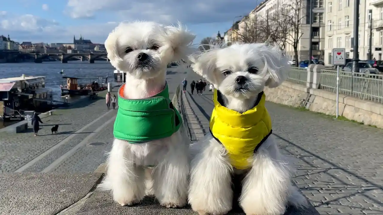 maltese dog