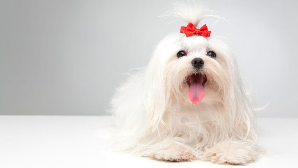 maltese puppies for sale in arizona