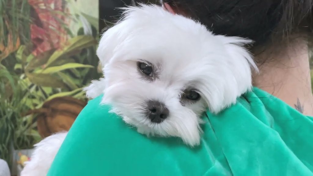 maltese adoption