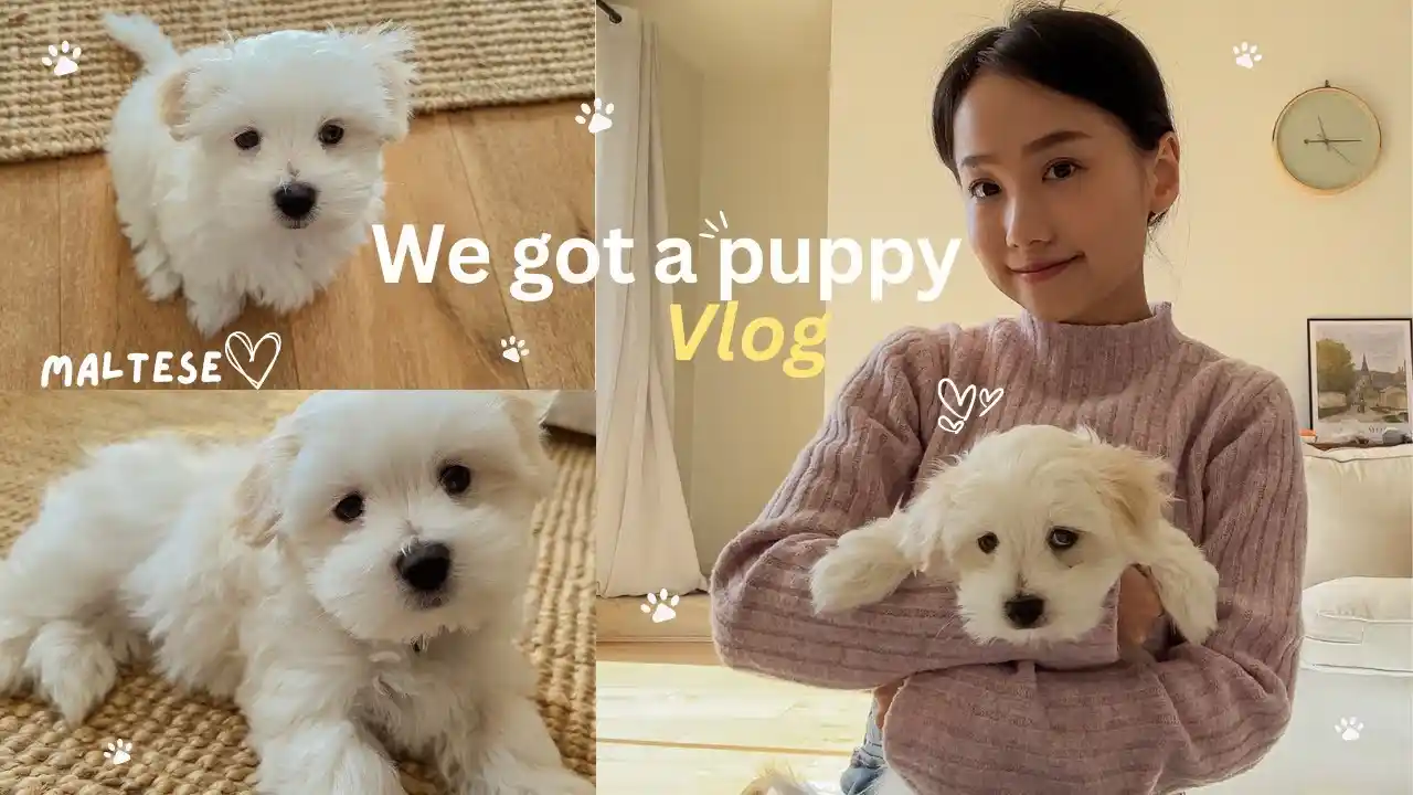 maltese puppies for sale in iowa