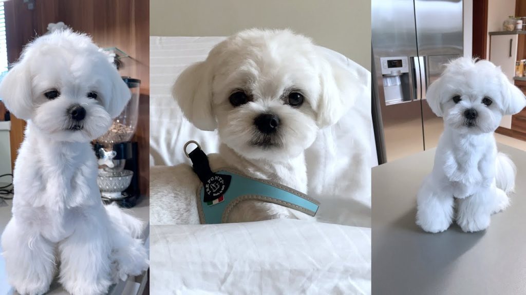maltese adoption