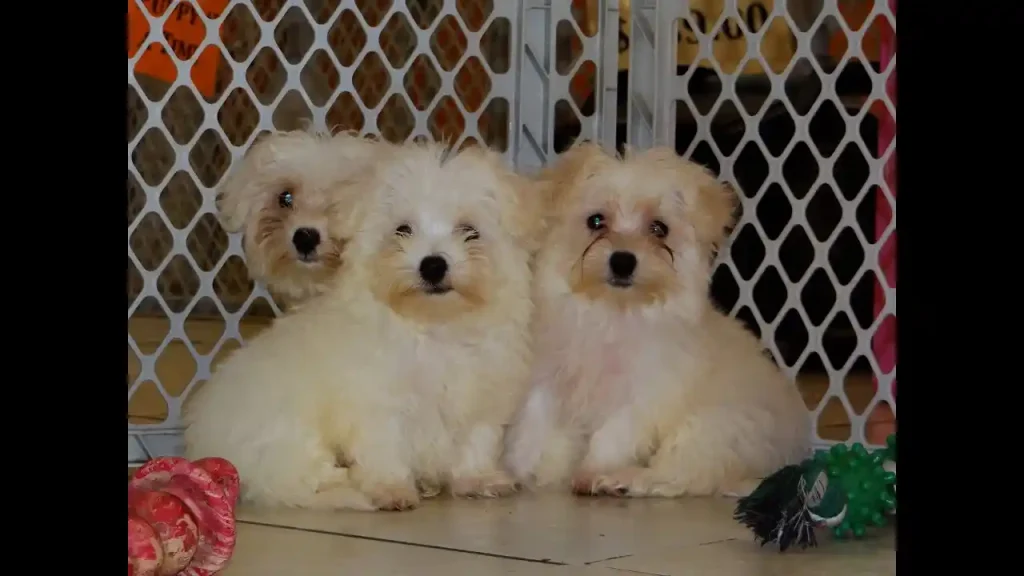 maltese puppies for sale orlando