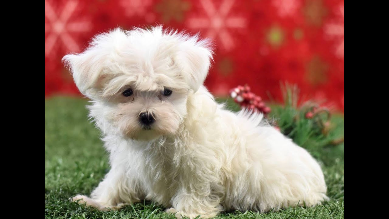 maltese for sale
