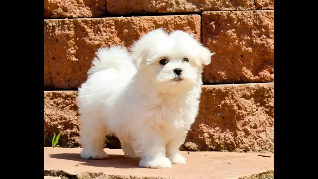 maltese for sale by owner