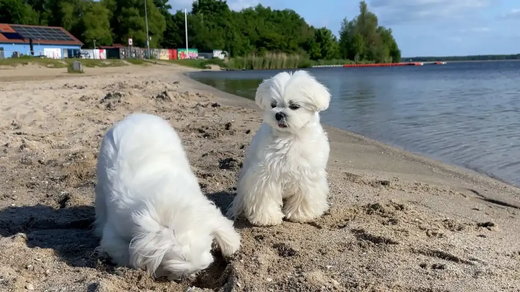 maltese puppies for sale under $500