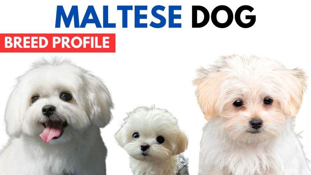 maltese breeder