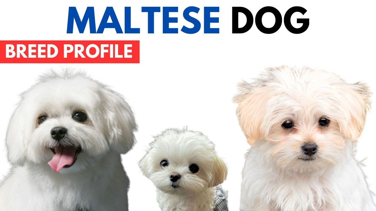 maltese breeder