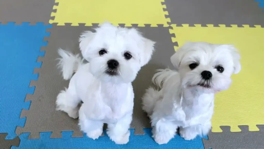 maltese breeder