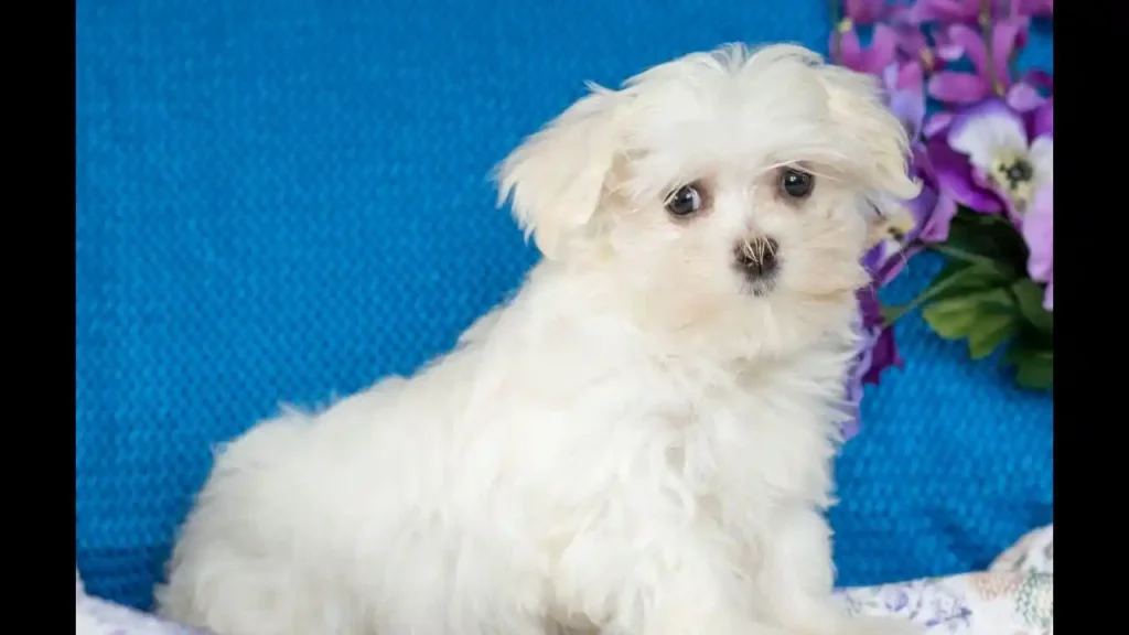 maltese puppies for sale boston