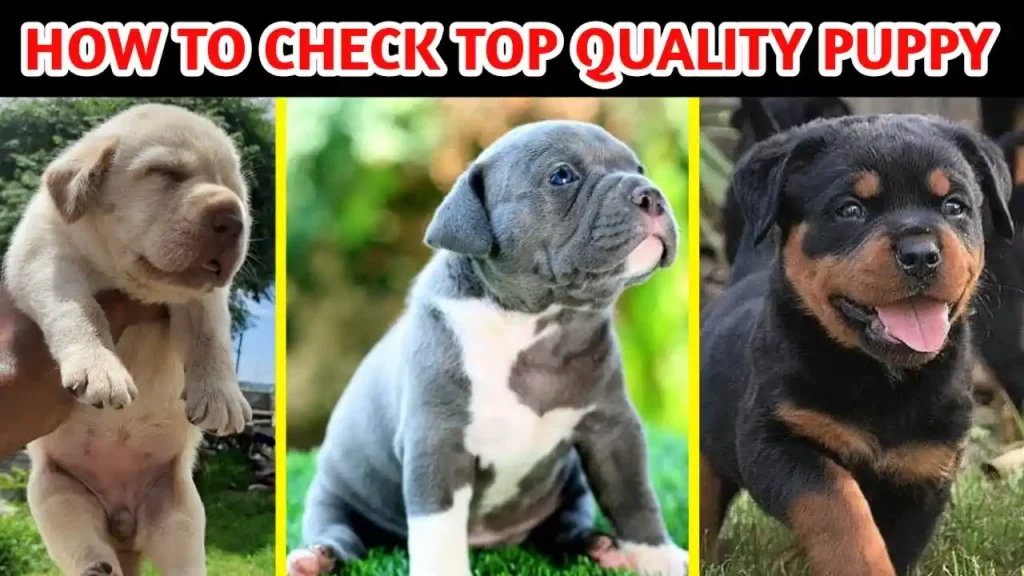 maltese puppies for sale boston