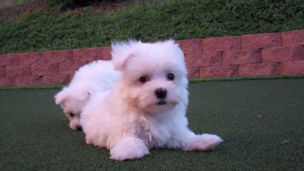 maltese puppies for sale oahu
