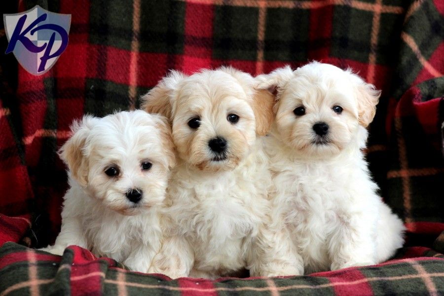 maltese puppies for sale in oklahoma