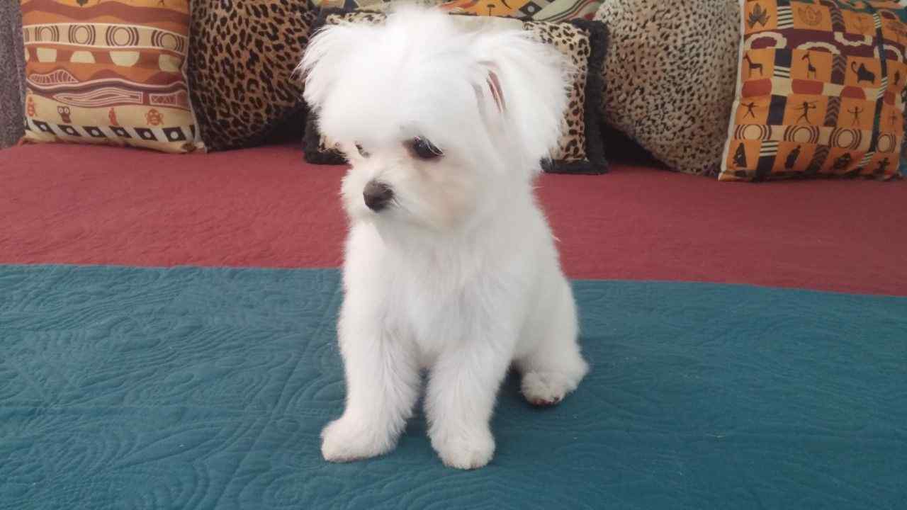 maltese puppies for sale in missouri