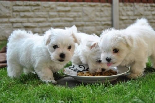 maltese puppies for sale atlanta