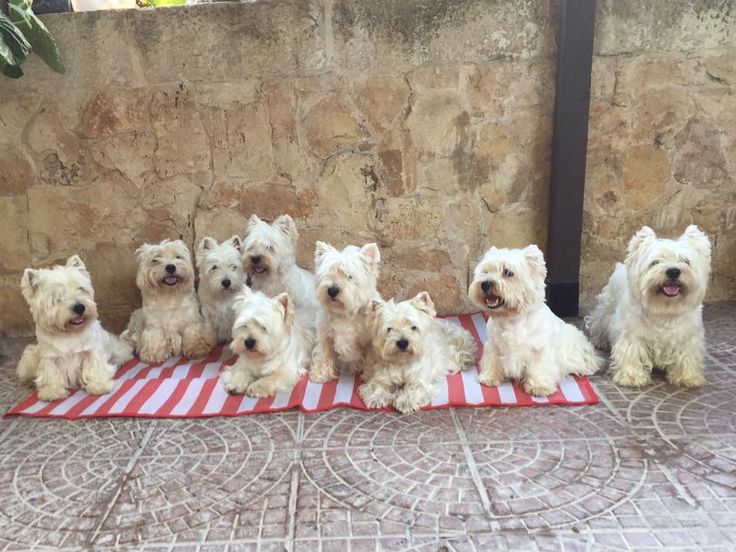 westie maltese mix puppies for sale