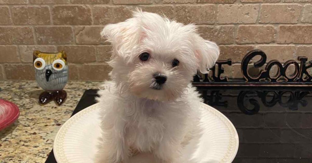 maltese puppies for sale in missouri