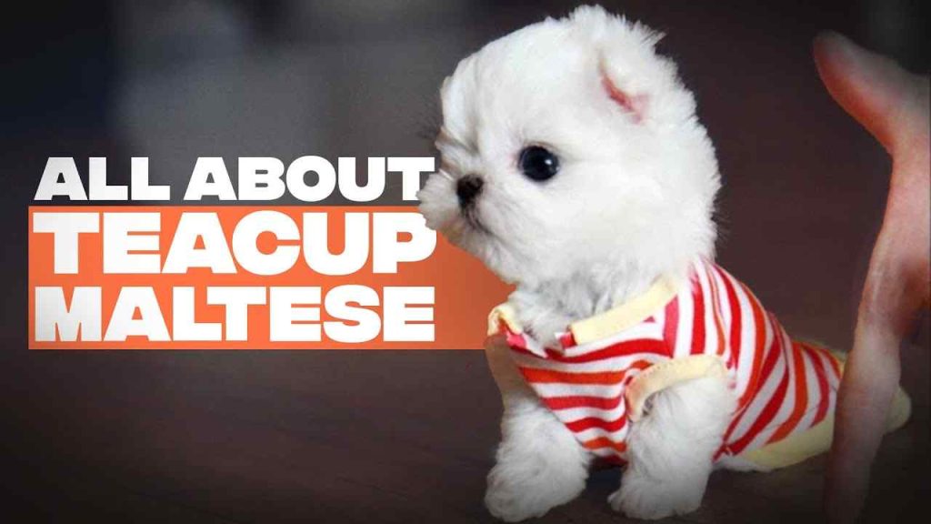 teacup maltese for sale florida