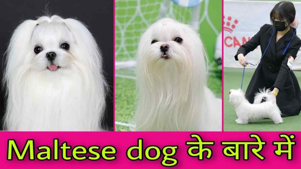 maltese puppies for sale in missouri