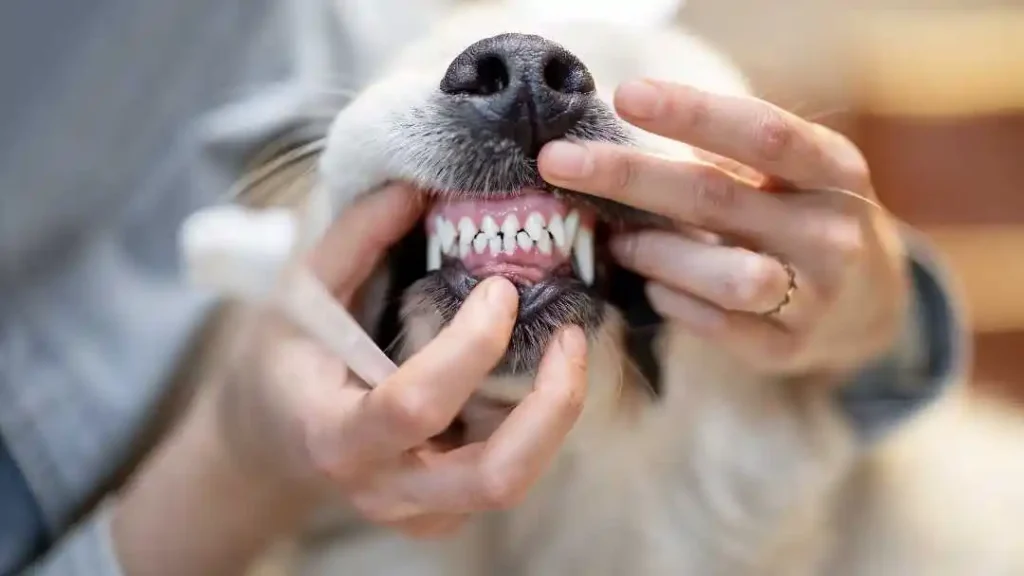 how many teeth do maltese dogs have