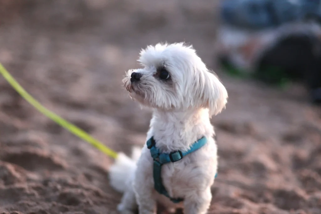 about maltese
