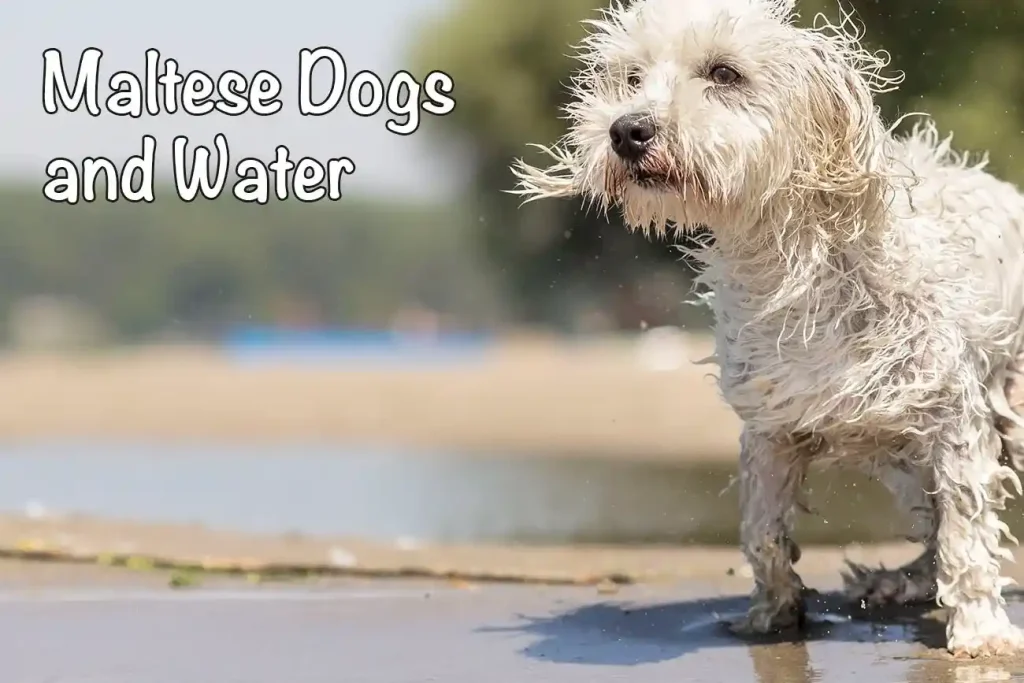 can maltese dogs swim