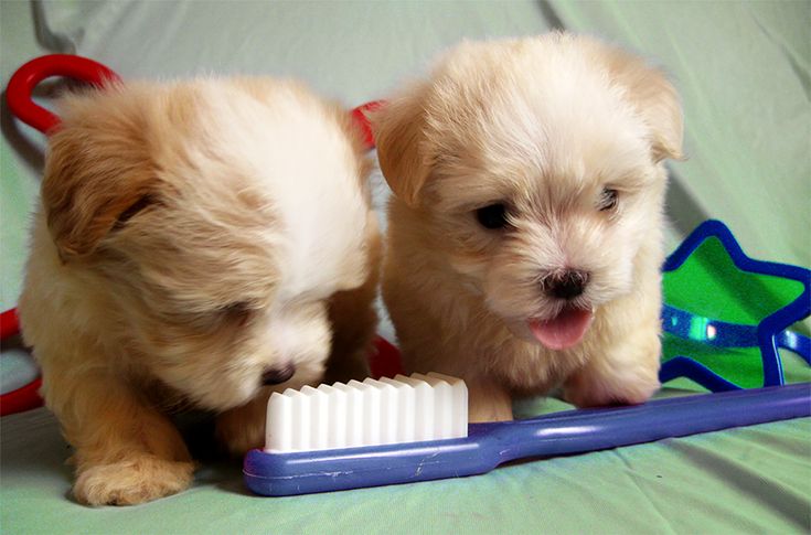 how many teeth do maltese dogs have