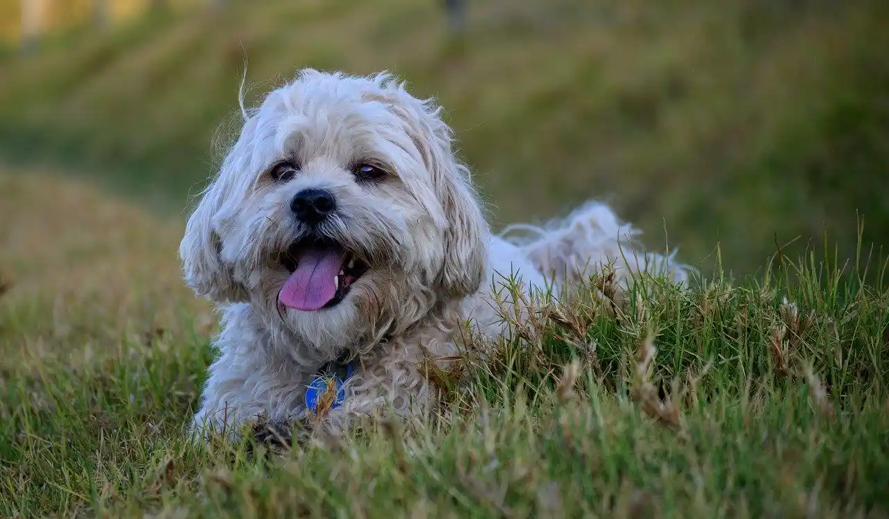 do maltese shih tzu shed