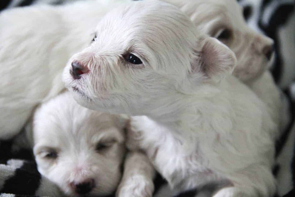 how many puppies can maltese have