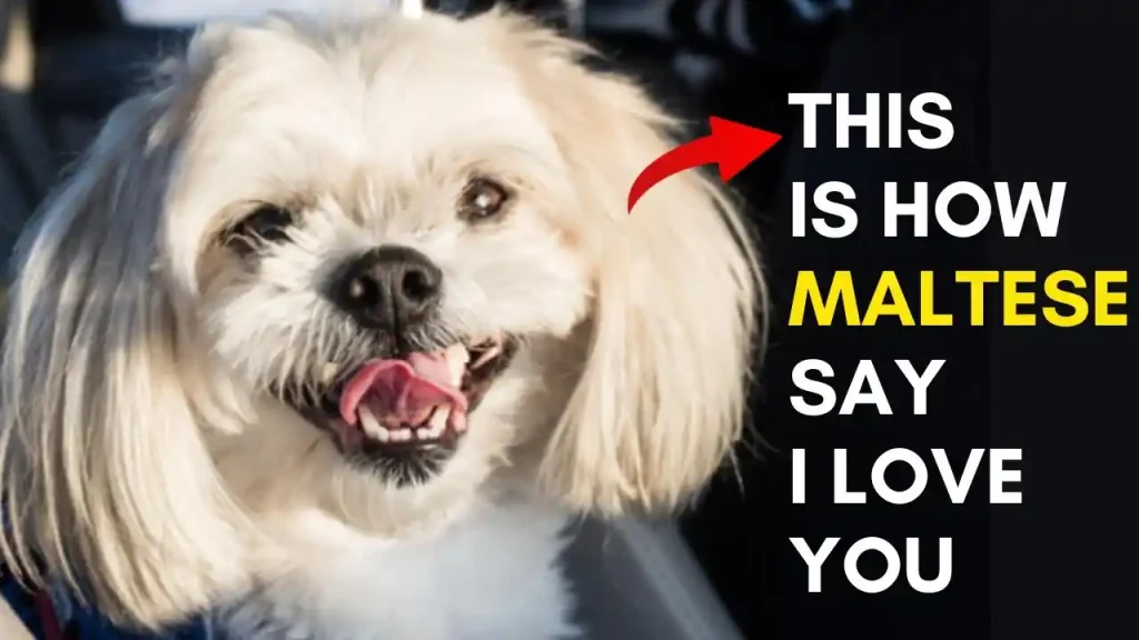 do maltese bark a lot