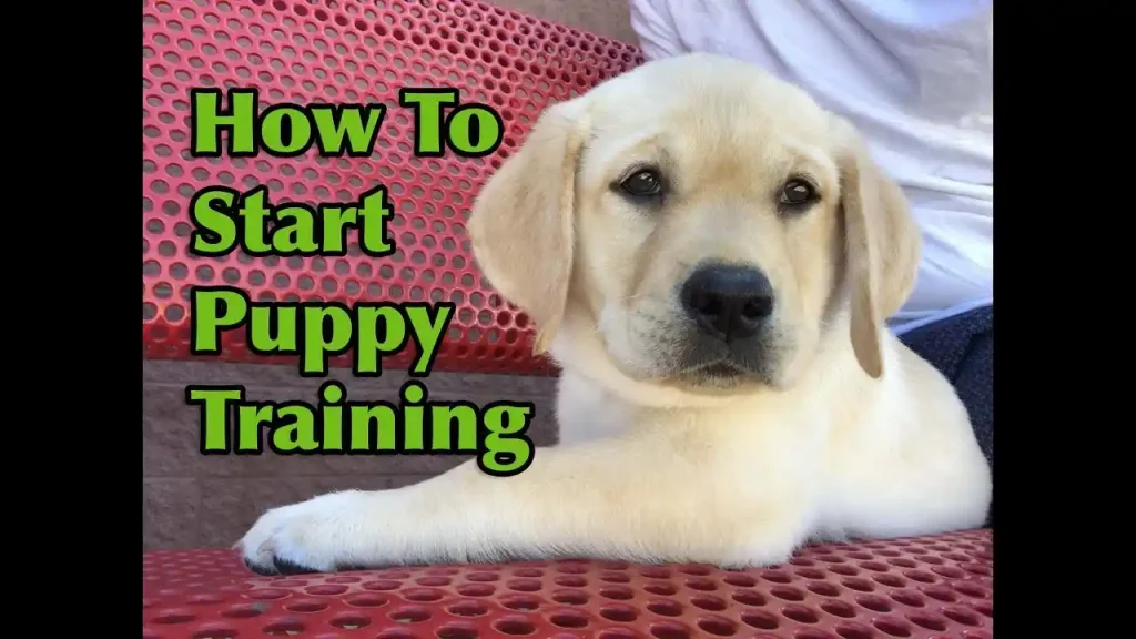 how to train a maltese