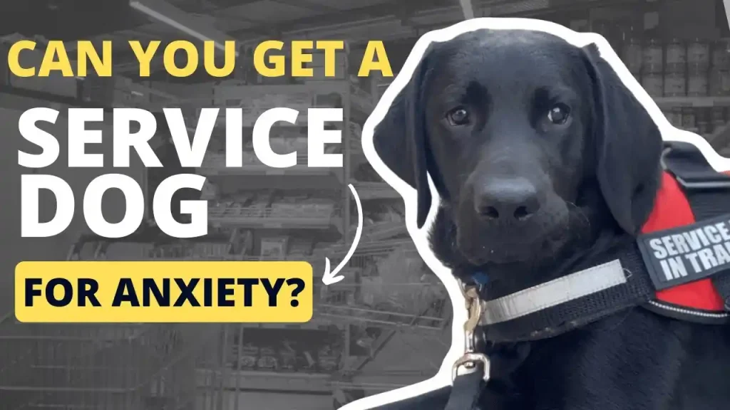 can a maltese be a service dog