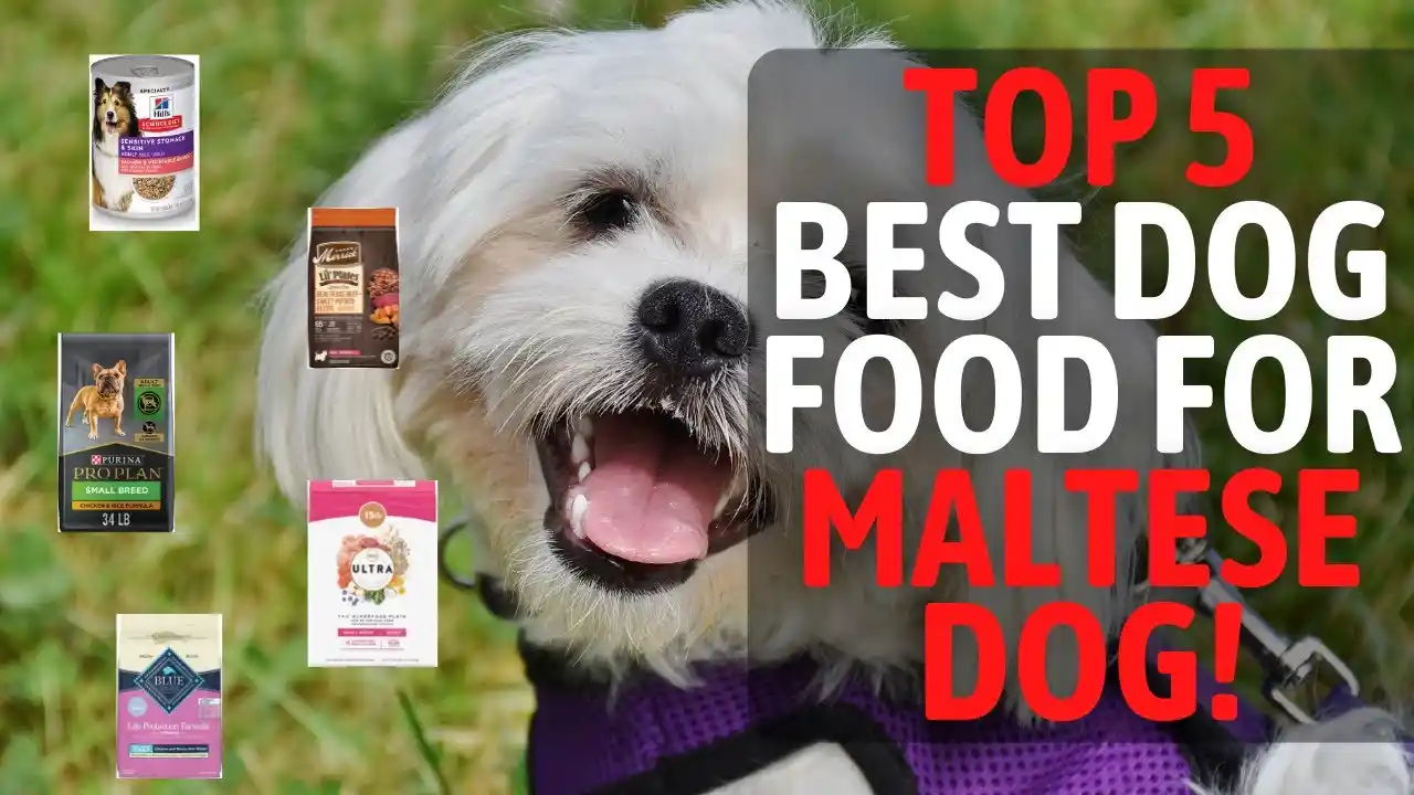 what to feed maltese
