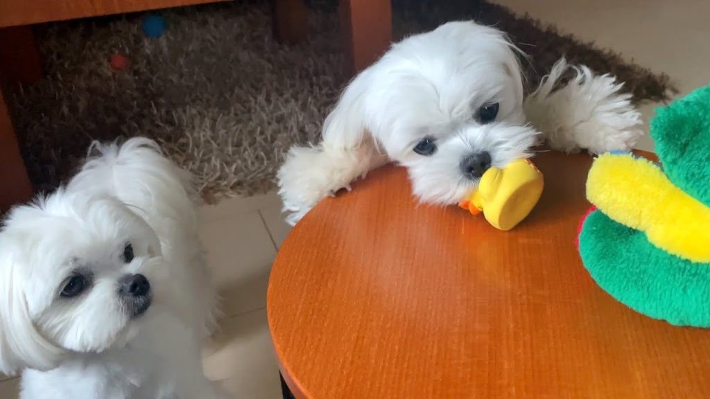 can maltese dogs swim