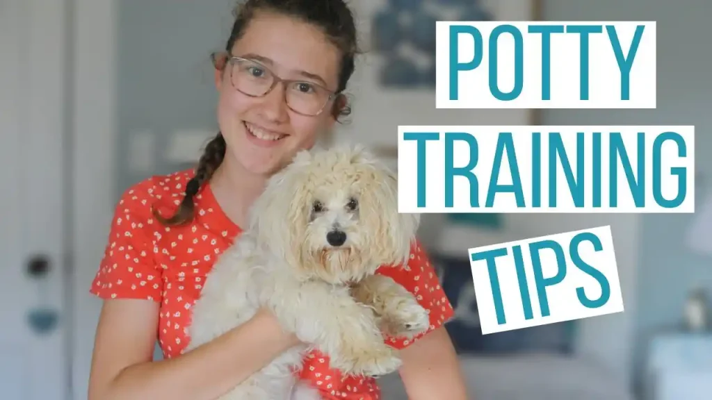 how to potty train a maltese puppy