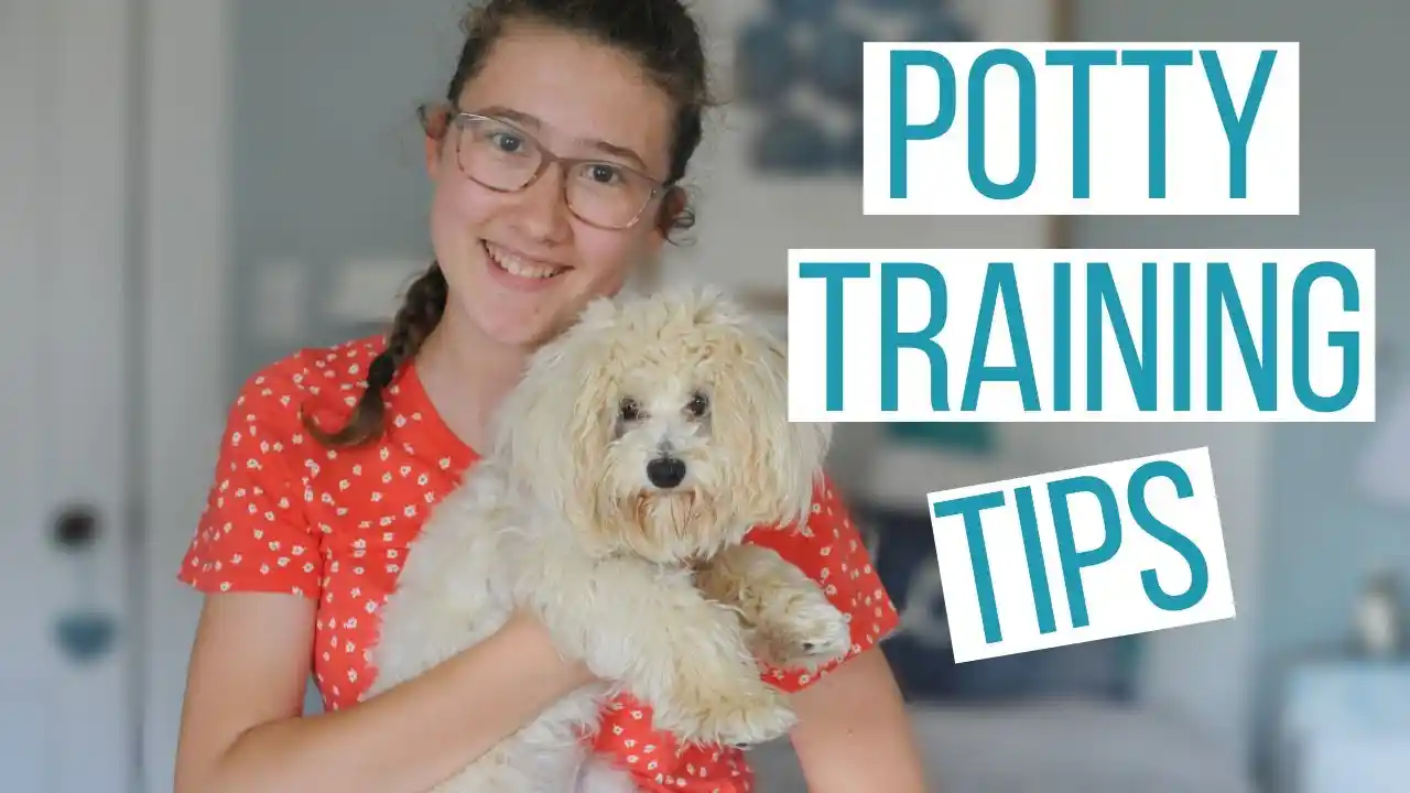 how to potty train a maltese puppy