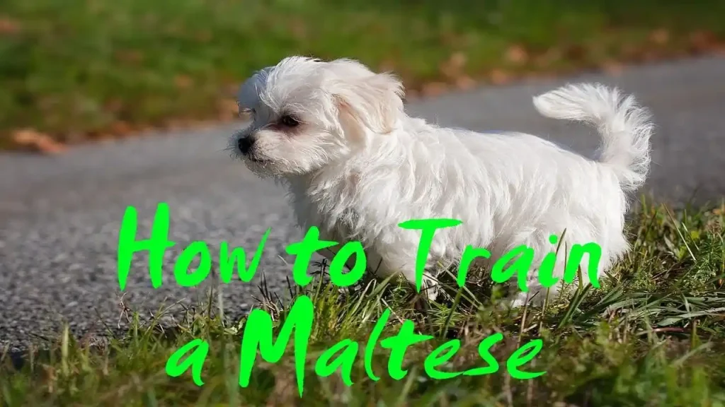 how to potty train a maltese puppy