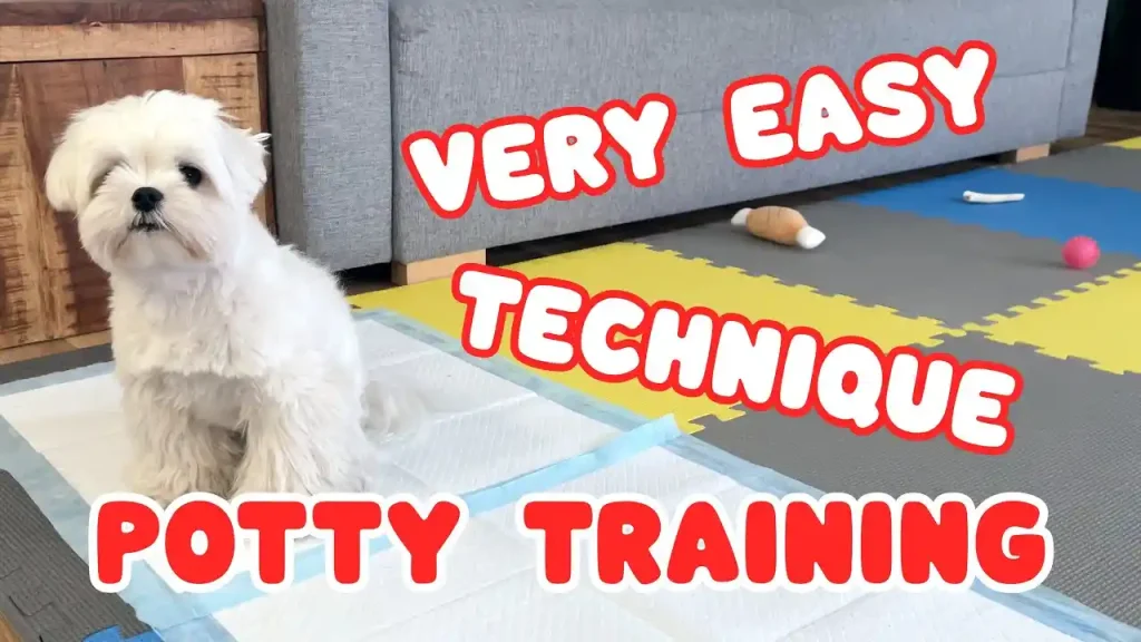 how to potty train a maltese puppy