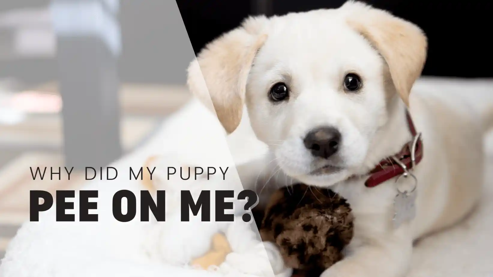 how to potty train a maltese puppy